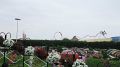 20_Emiraty_524-DUBAJ-Miracle_Garden